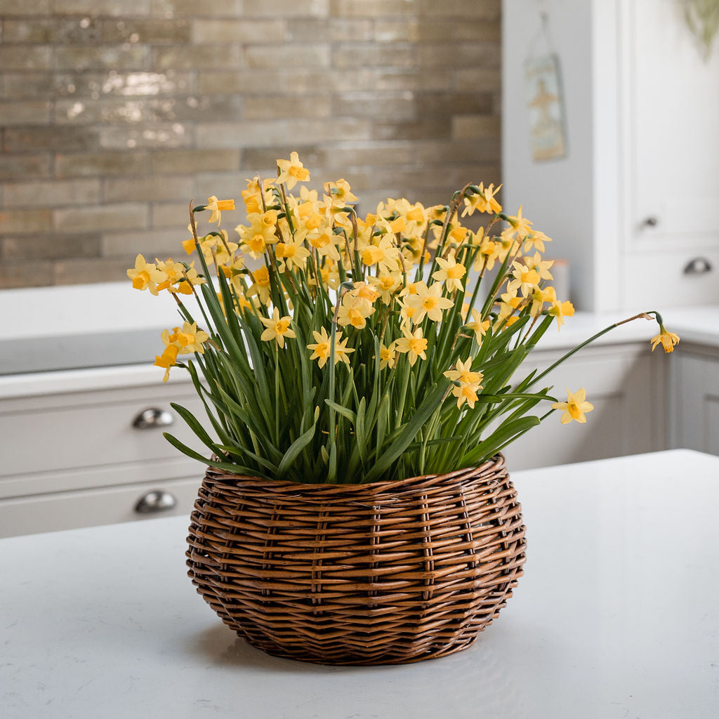 Planters – Arthur Cameron Trade